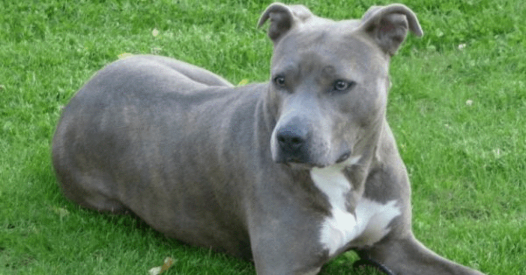 10 Small Gray Dog Breeds