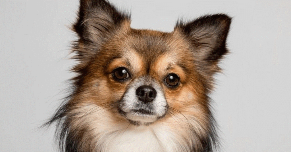 7 Dog Breeds Under 25 Pounds