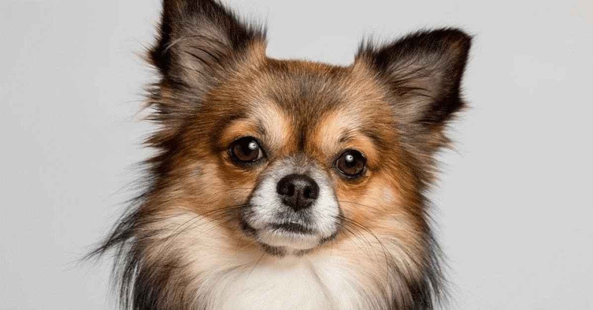 7 Dog Breeds Under 25 Pounds