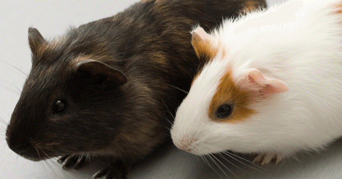 7 Pocket Pets That You’ll Love To Own