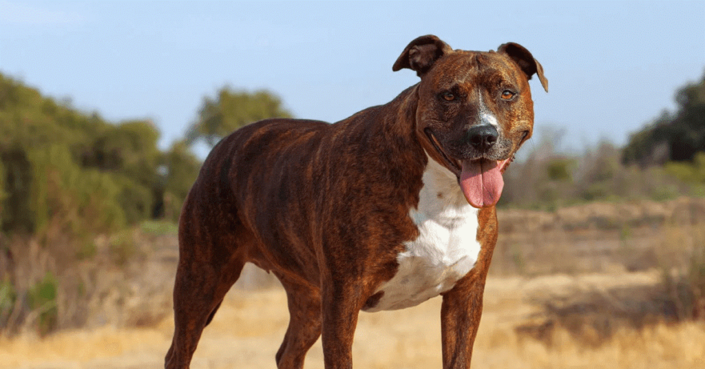 8 Dogs That Are Similar to Pit Bulls