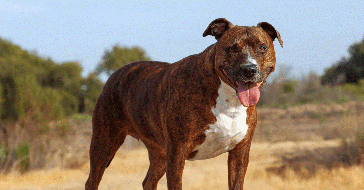 8 Dogs That Are Similar to Pit Bulls