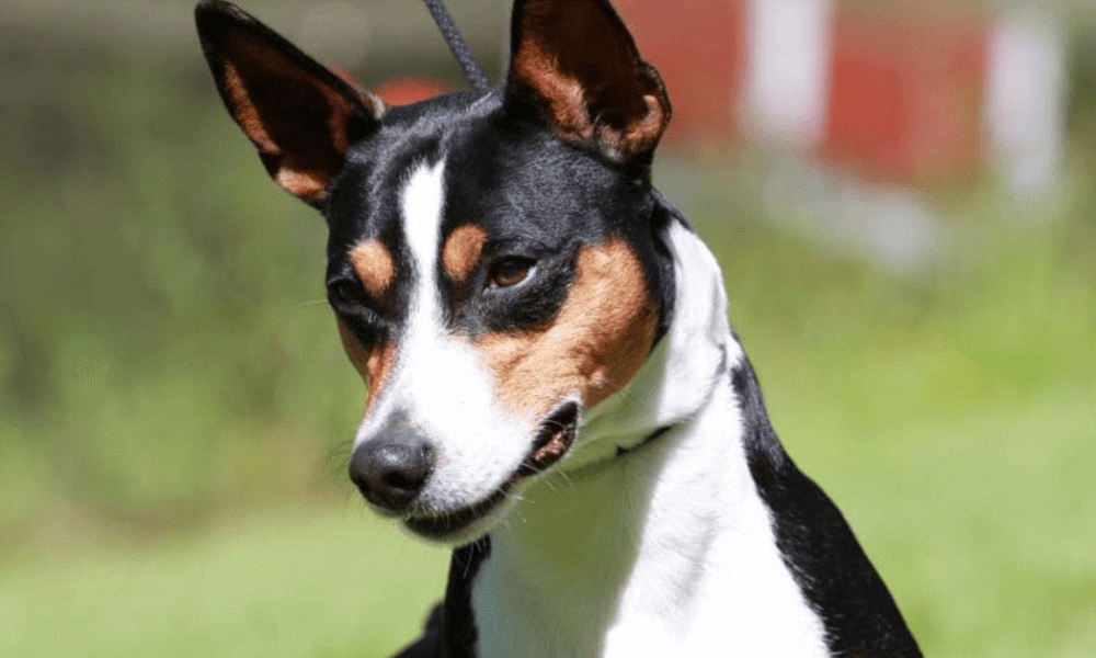 7 lowmaintenance dogs you can easily care for